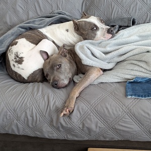 The Pittie Pack